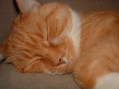 Spike: yellow tabby cat