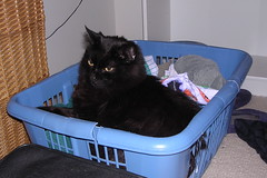 Ares in the laundry basket