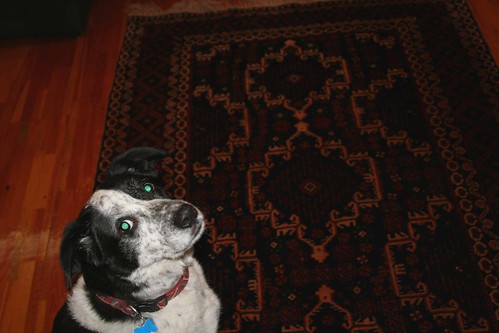 Carpet dog says 