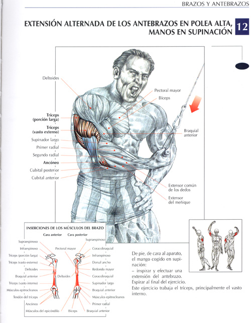  grafica muy completa de ejercicios que podemos hacer para los Triceps.