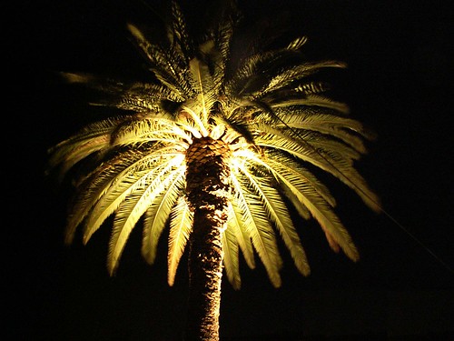 Lisboa - palm-tree at night