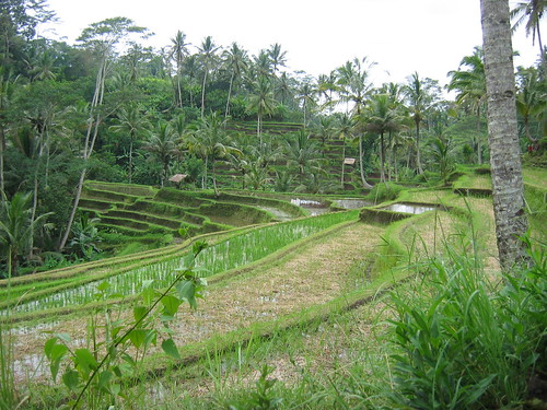 Rice Padi - Ubud