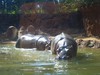 Isadora & Cordelia the hippos