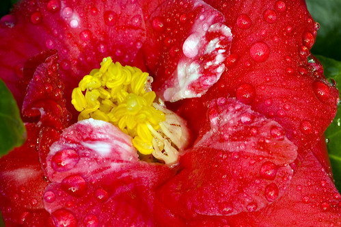 Wet Camellia