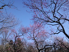 青葉の森公園の梅