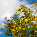 Ibiza - Lemon Groves