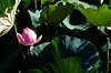 lotus bloom #3