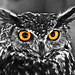 Ibiza - Owl Cutout