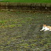 cat in a park #25