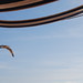 Ibiza - seagull ibiza gaviota