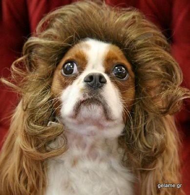 animals-in-wigs-09
