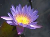 Waterlily: Purple