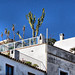 Ibiza - Cactus en la terraza