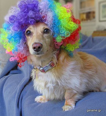 animals-in-wigs-23