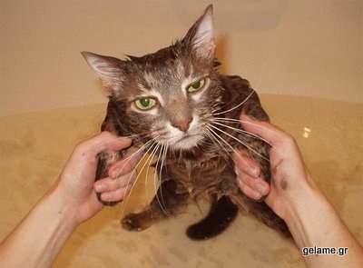 cats-bath-pictures-33
