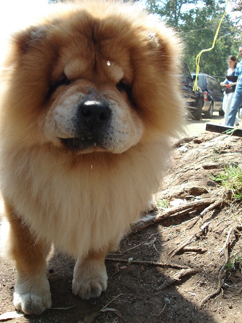 chow chow | Flickr - Photo Sharing!