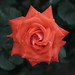 Rose by ys*