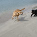Ibiza - Perros jugando en la playa