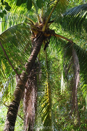 Section 17 Kanna coconut tree