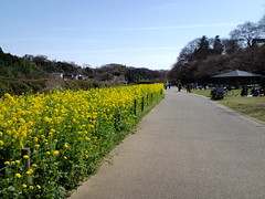 花島公園の菜の花