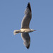 Ibiza - Seagull