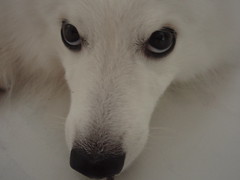 # 46A - 15th Feb - A doggone close up by ruthy_f