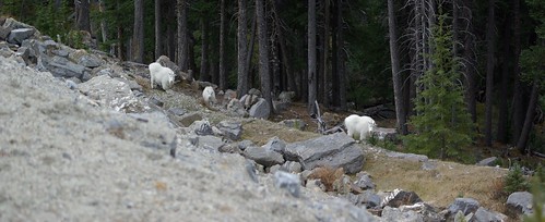 Rogers Pass - Mountain Goats