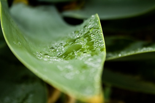 Agave leaf