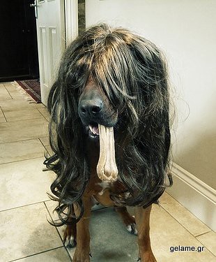 animals-in-wigs-29
