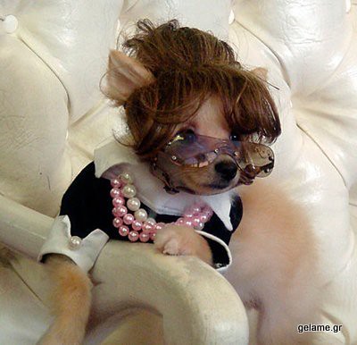 animals-in-wigs-47