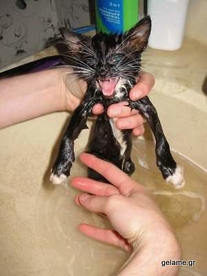 cats-bath-pictures-15