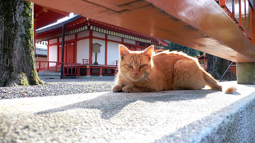 お寺の猫