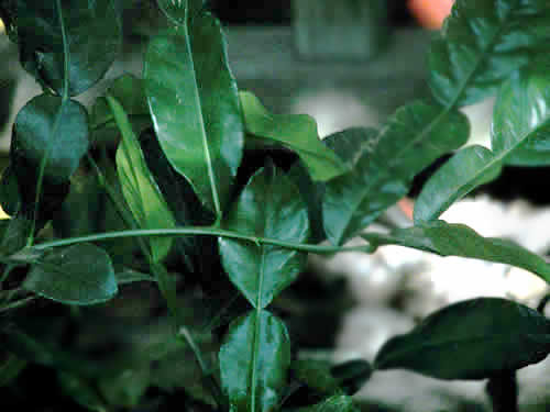 keffir lime leaves