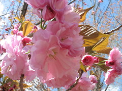 cherry blossom1