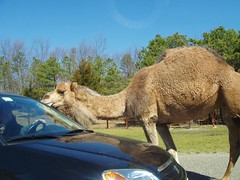 Camel in the Road