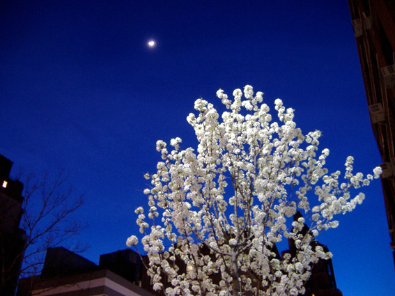 blossom in the friscalating dusk light