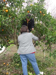 Picking Mandarins