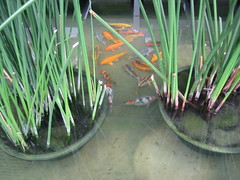 The fish pond at IT Park