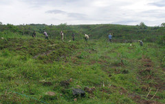 Penanaman rumput gajah di Tegal Tengah, Cijayana - 1