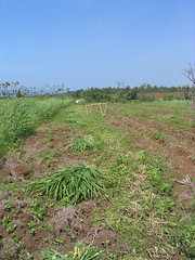 Pemanenan di musim hujan (usia sekitar 40 harian)