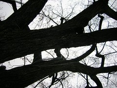 L'arbre Atchoum (1)