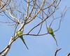 Casal Periquito-rabijunco (Psittacula krameri)