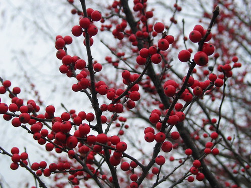 a couple more winter berries