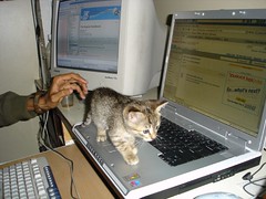 On the Laptop
