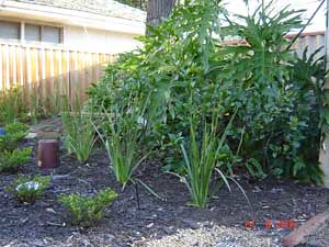 Cuphea-Dietes-Gardenia-and-