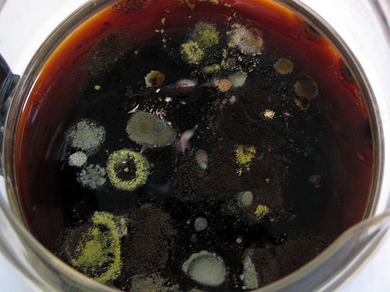 moldy coffee pot 2281