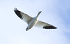 Snow Goose Flying