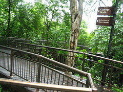 The beginning of the Canopy Walk