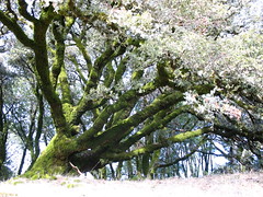 Moss covered tree at Russian Ridge