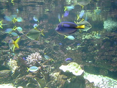 Dalam Sydney Aquarium, Sydney, Australia